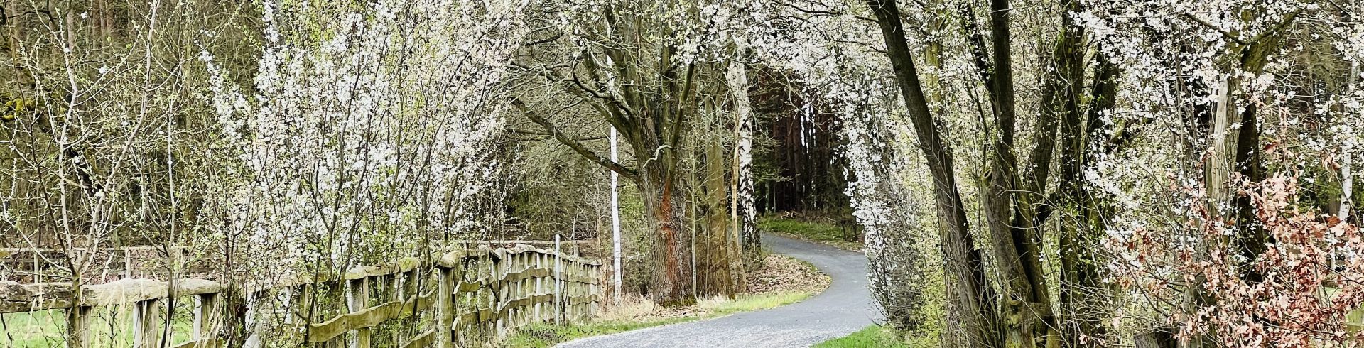 Radweg, blühende Bäume, Blütenblätter auf dem Asphalt