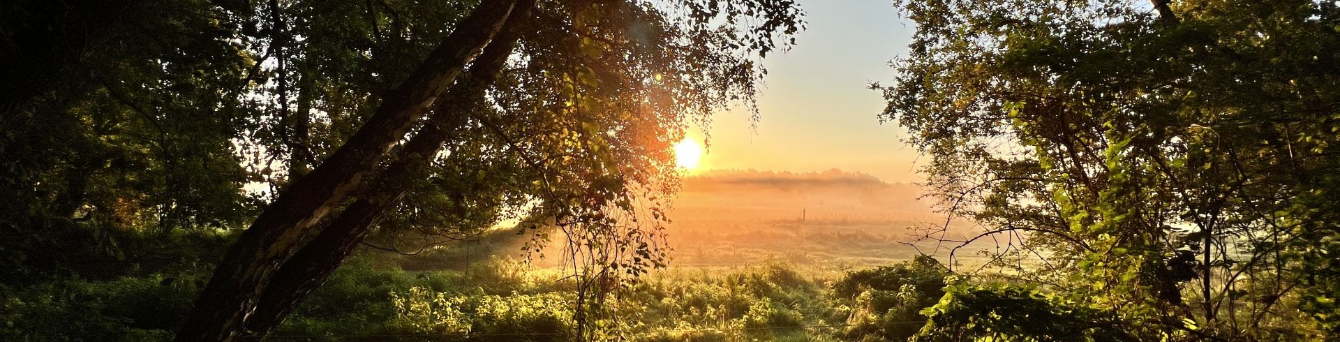 Sonnenaufgang über nebligen Wiesen