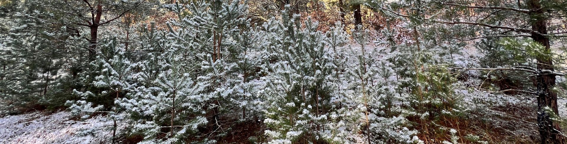 Kiefernwald, leicht beschneit