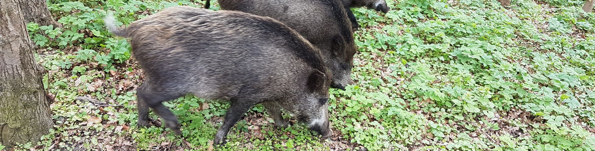 Wildschweine, lichter Wald im Frühling