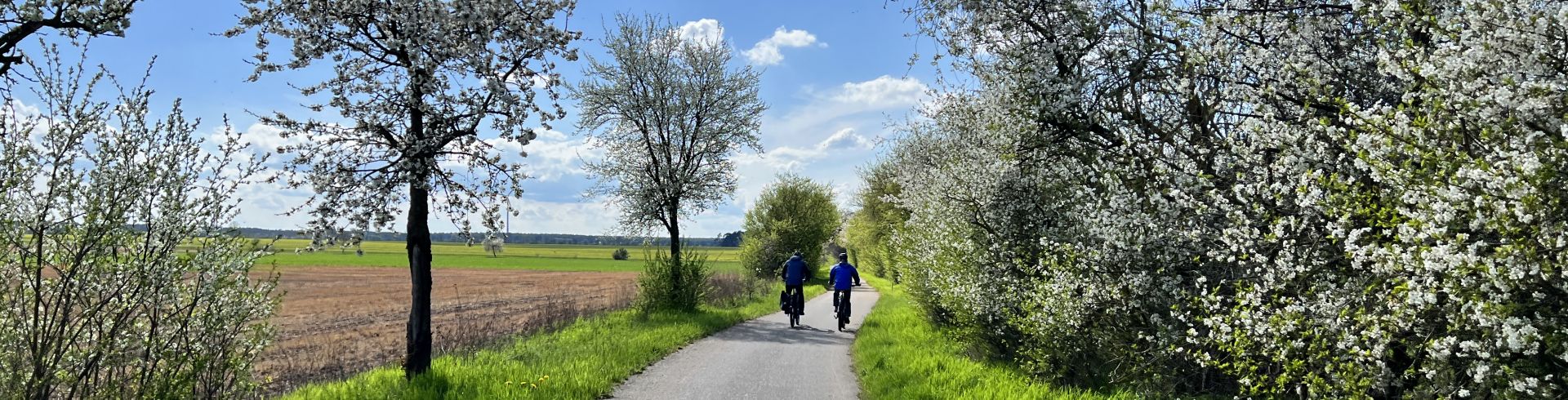 Asphaltradweg, blühende Obstbäume rechts und links, in der Ferne zwei Radfahrer